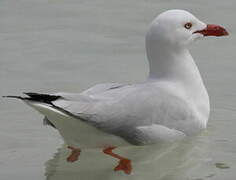 Mouette argentée