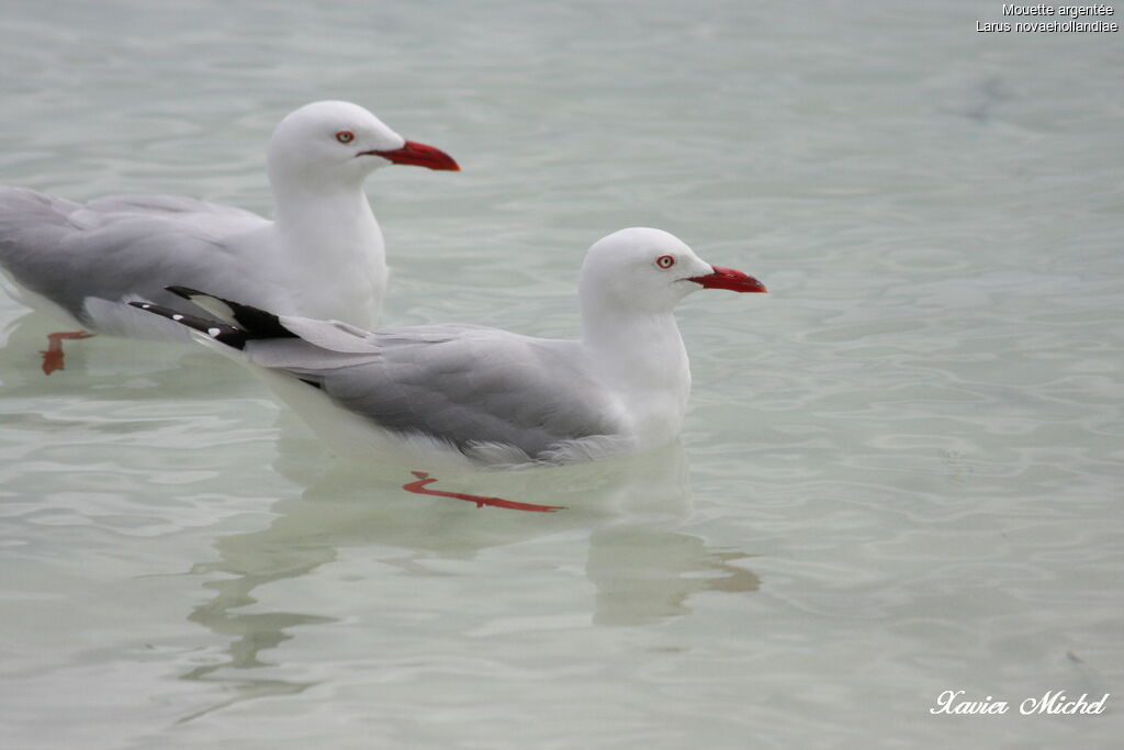 Mouette argentéeadulte