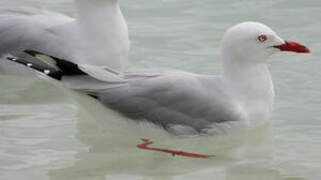 Mouette argentée