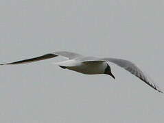 Mouette rieuse