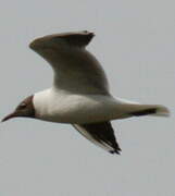 Mouette rieuse