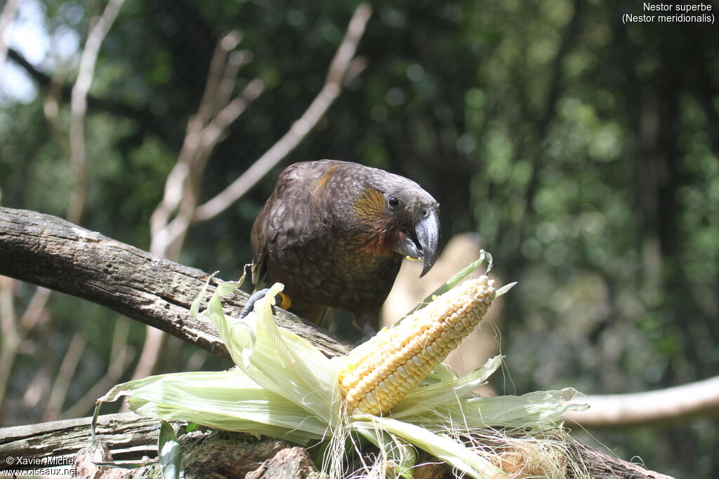 New Zealand Kaka