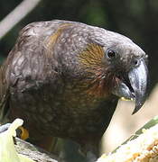 New Zealand Kaka