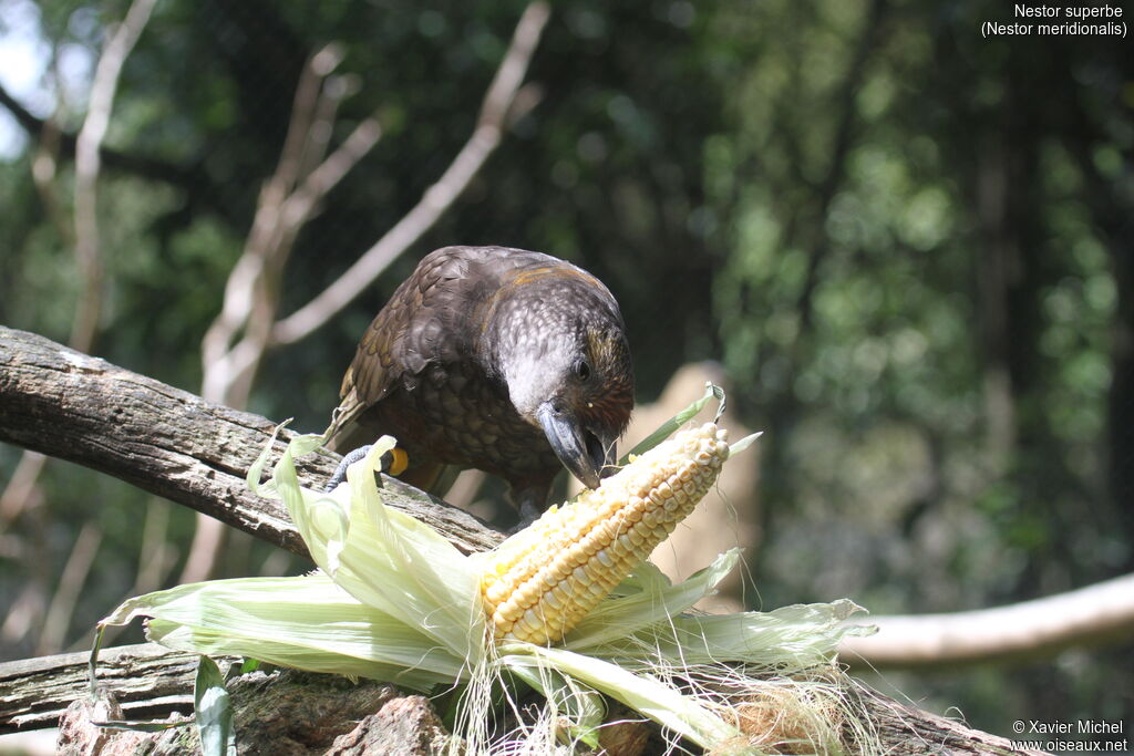 New Zealand Kaka