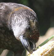 New Zealand Kaka