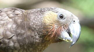 New Zealand Kaka