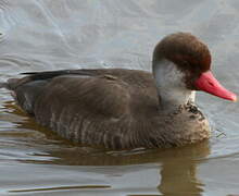 Red-crested Pochard