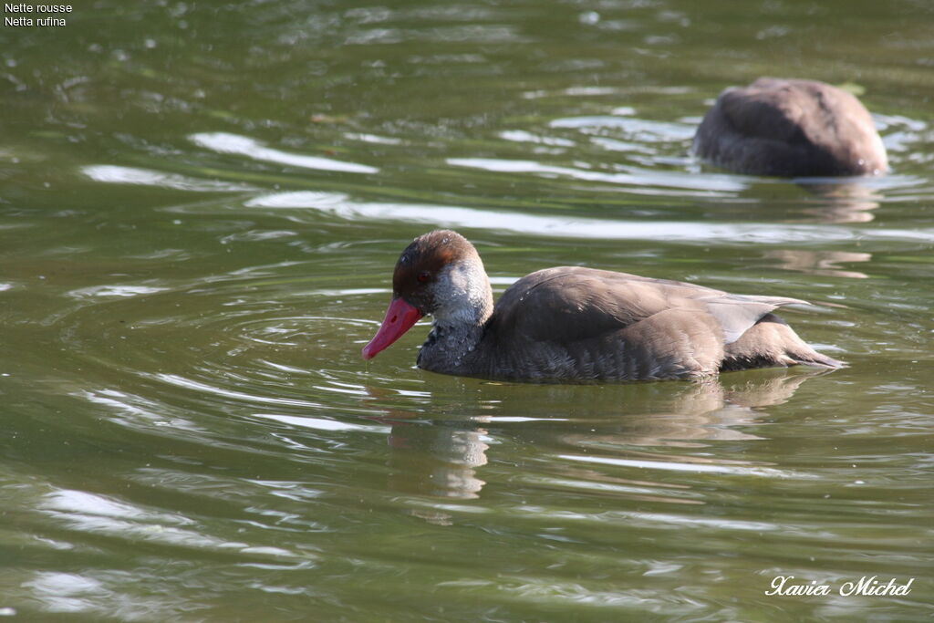 Red-crested Pochard