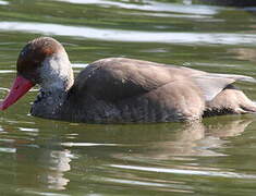 Red-crested Pochard