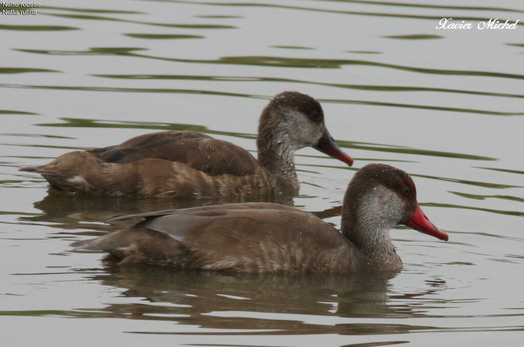 Red-crested Pochard