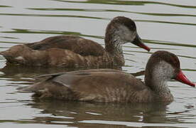 Red-crested Pochard