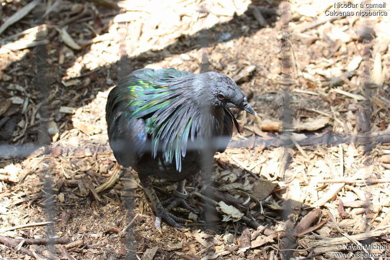 Nicobar Pigeon, identification
