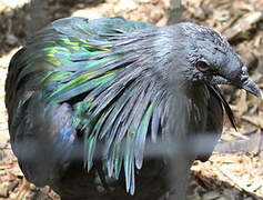 Nicobar Pigeon