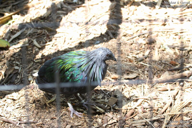 Nicobar Pigeon, identification