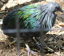 Nicobar Pigeon