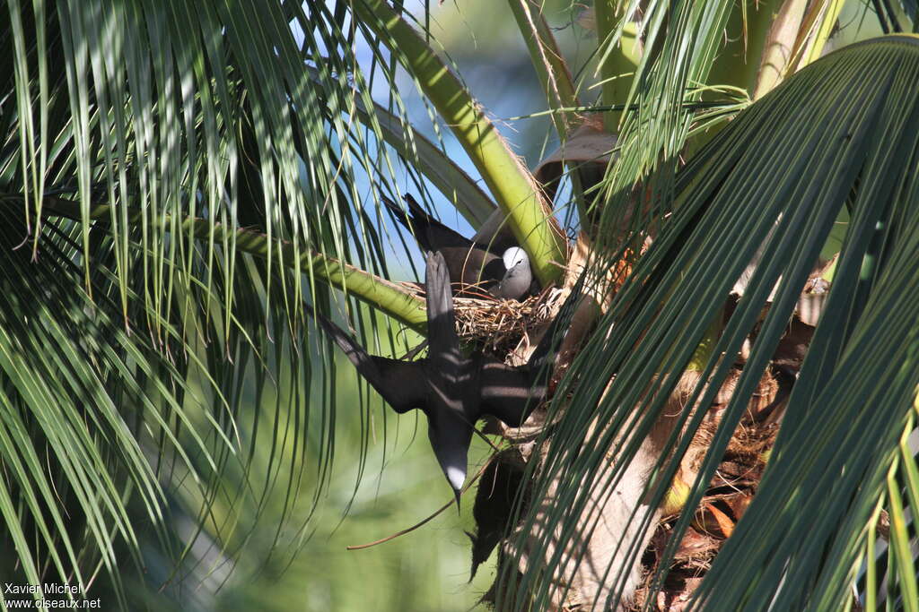 Noddi brunadulte nuptial, habitat, Nidification
