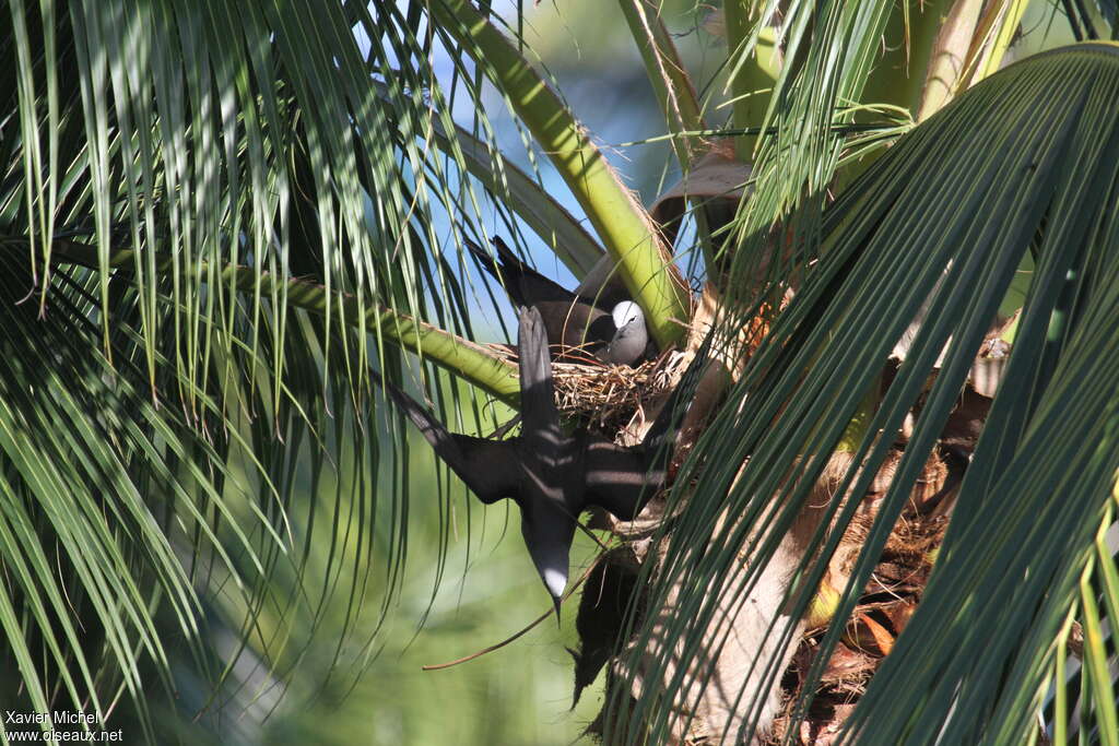 Noddi brunadulte nuptial, habitat, Nidification