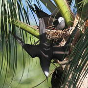 Brown Noddy