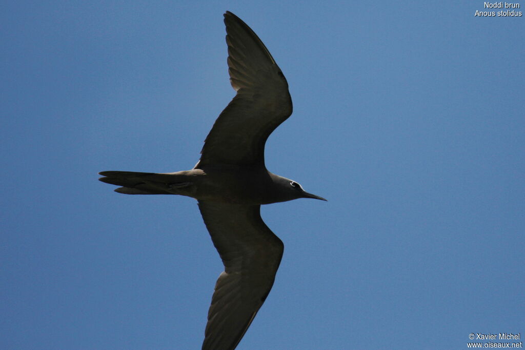 Brown Noddy, Flight