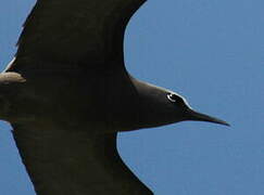 Brown Noddy