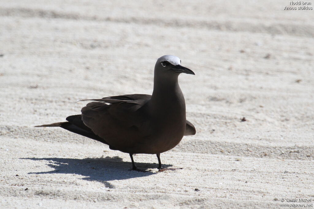 Brown Noddy, identification