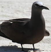 Brown Noddy