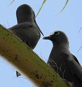 Brown Noddy