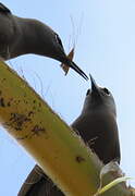 Brown Noddy