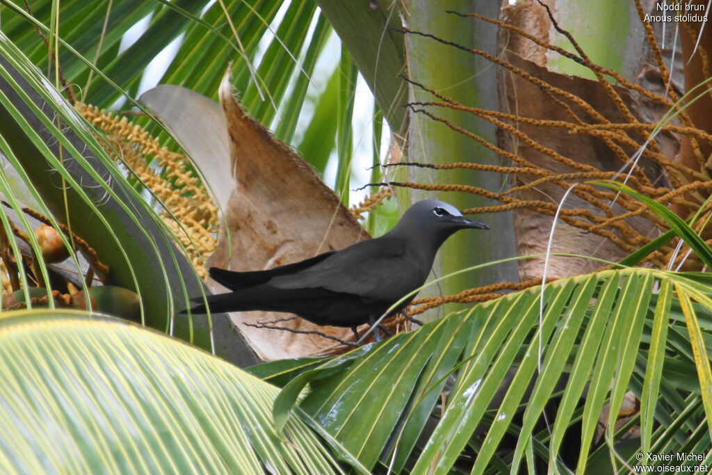 Brown Noddy, identification