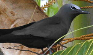 Brown Noddy