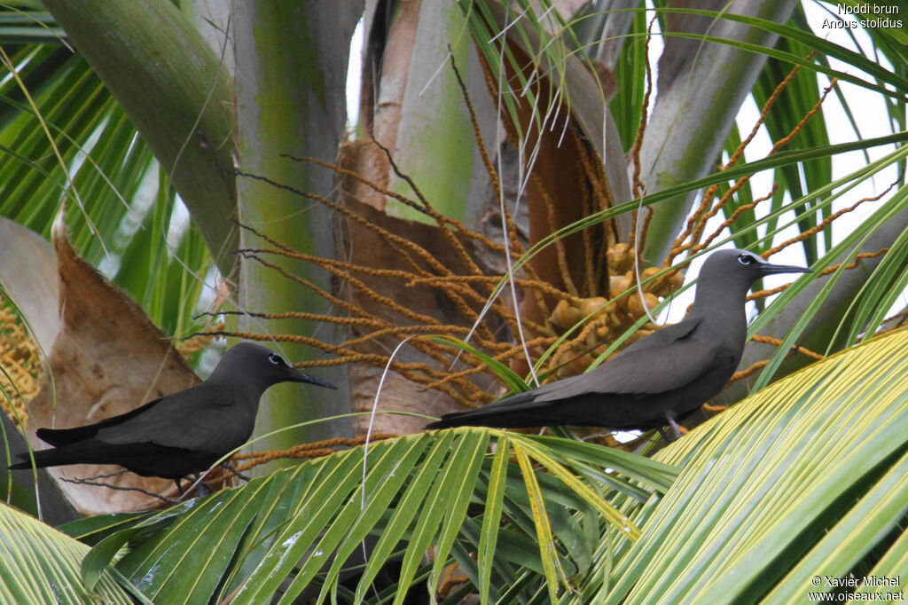 Brown Noddy , identification