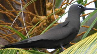 Brown Noddy