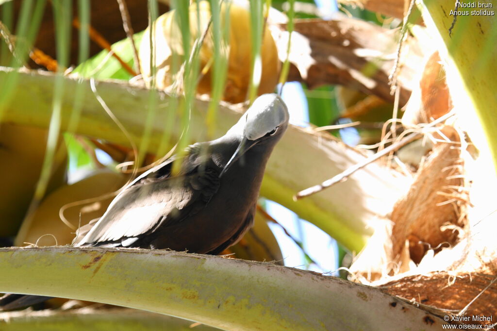 Brown Noddy, identification