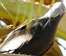 Brown Noddy