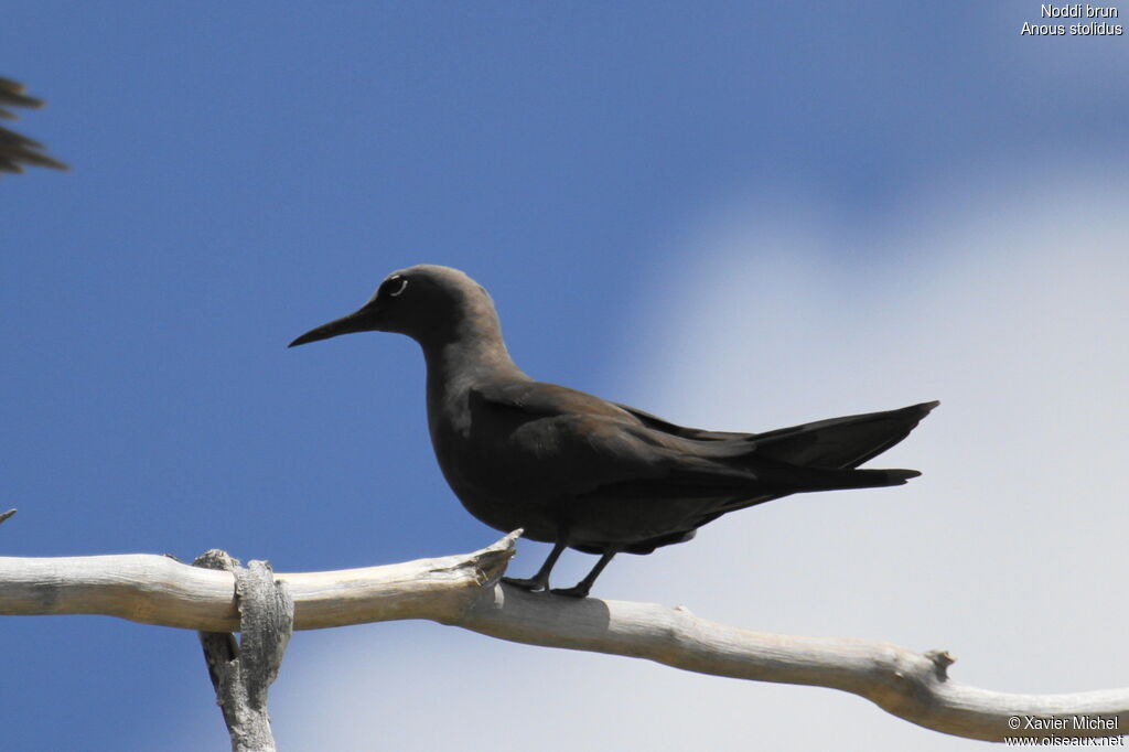 Brown Noddy, identification