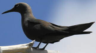 Brown Noddy