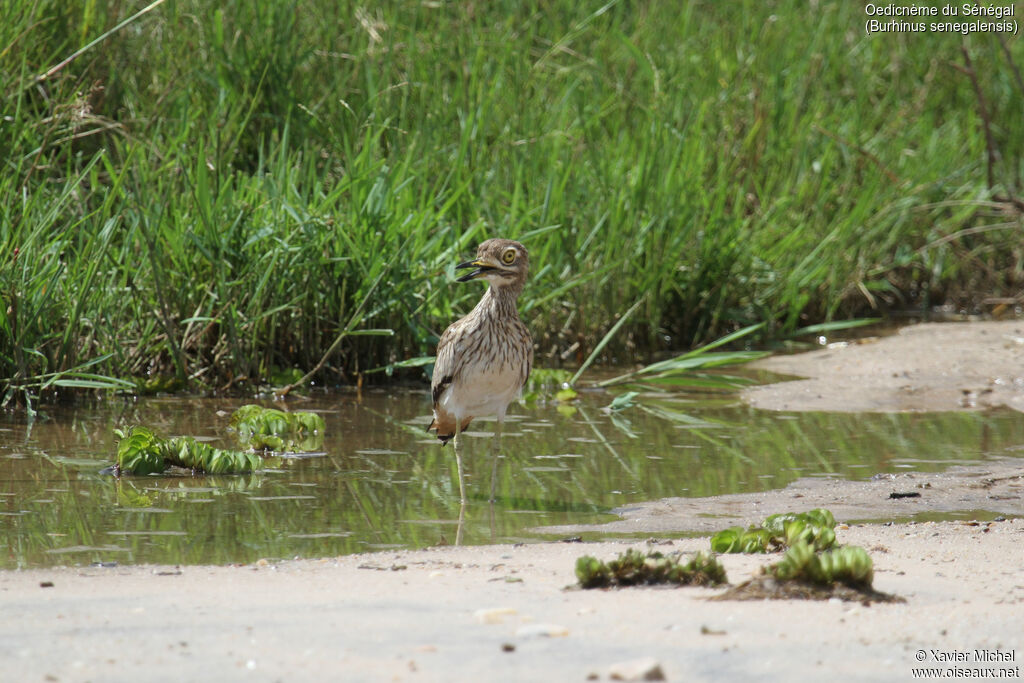 Senegal Thick-kneeadult