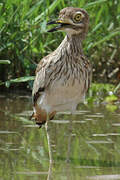 Senegal Thick-knee