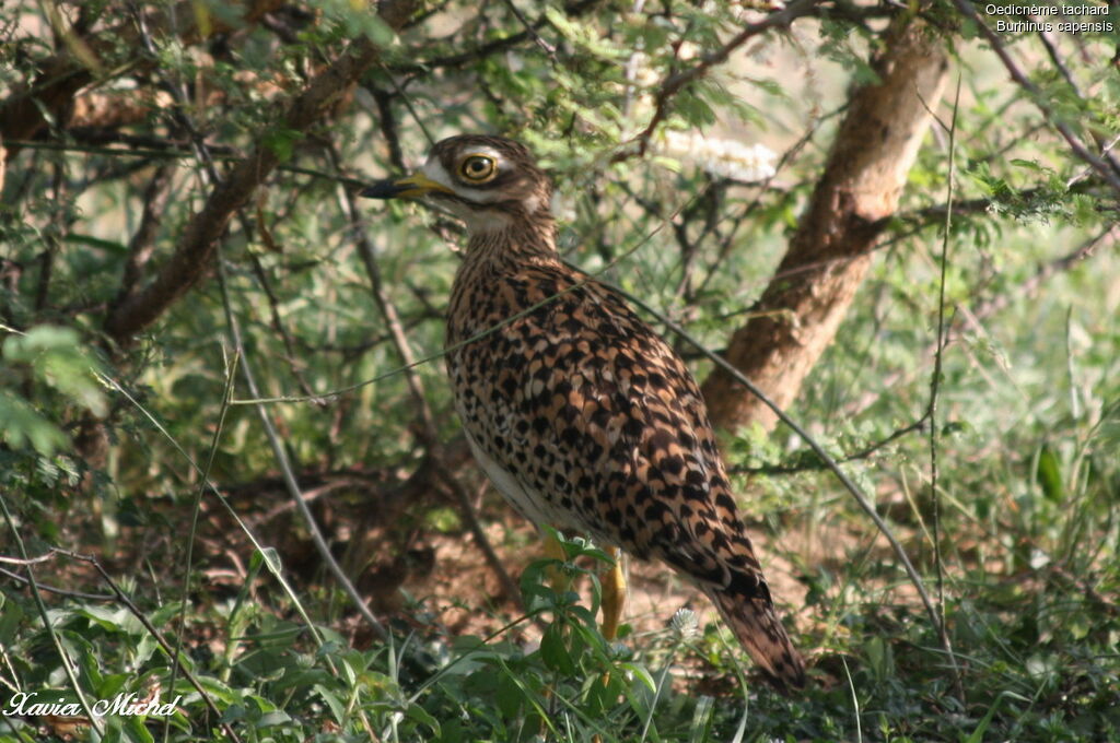 Spotted Thick-knee