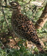 Spotted Thick-knee