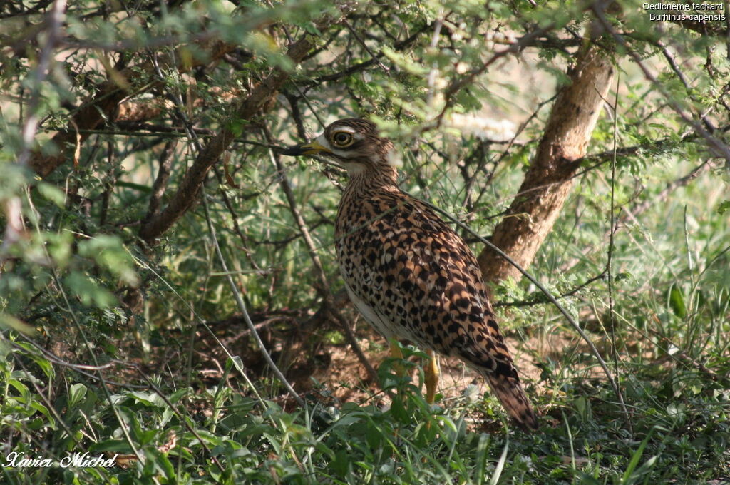 Spotted Thick-knee