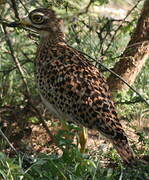 Spotted Thick-knee