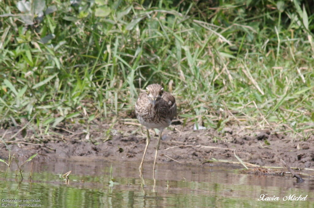 Water Thick-knee