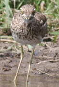 Water Thick-knee