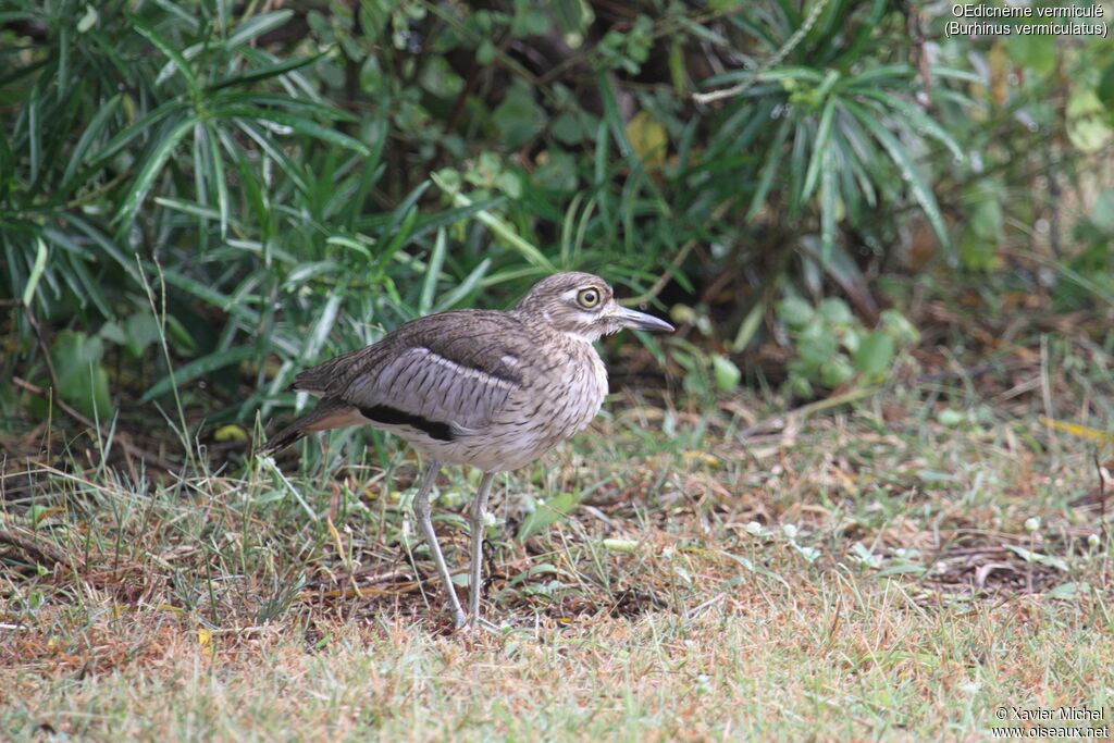 Water Thick-knee