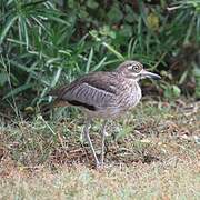 Water Thick-knee