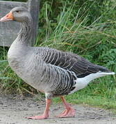 Greylag Goose