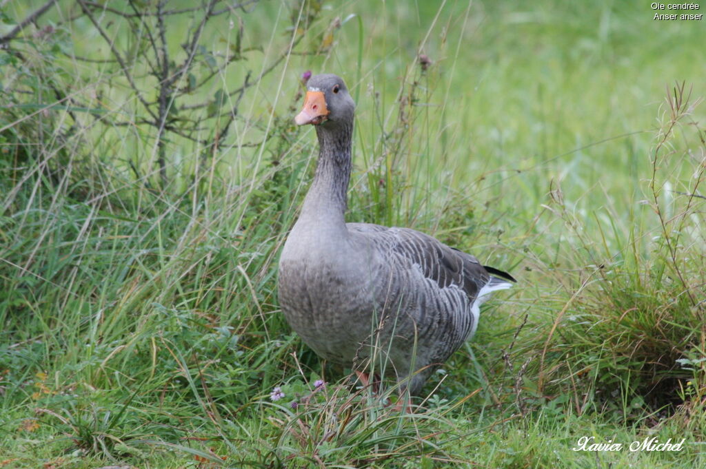 Greylag Goose