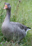 Greylag Goose