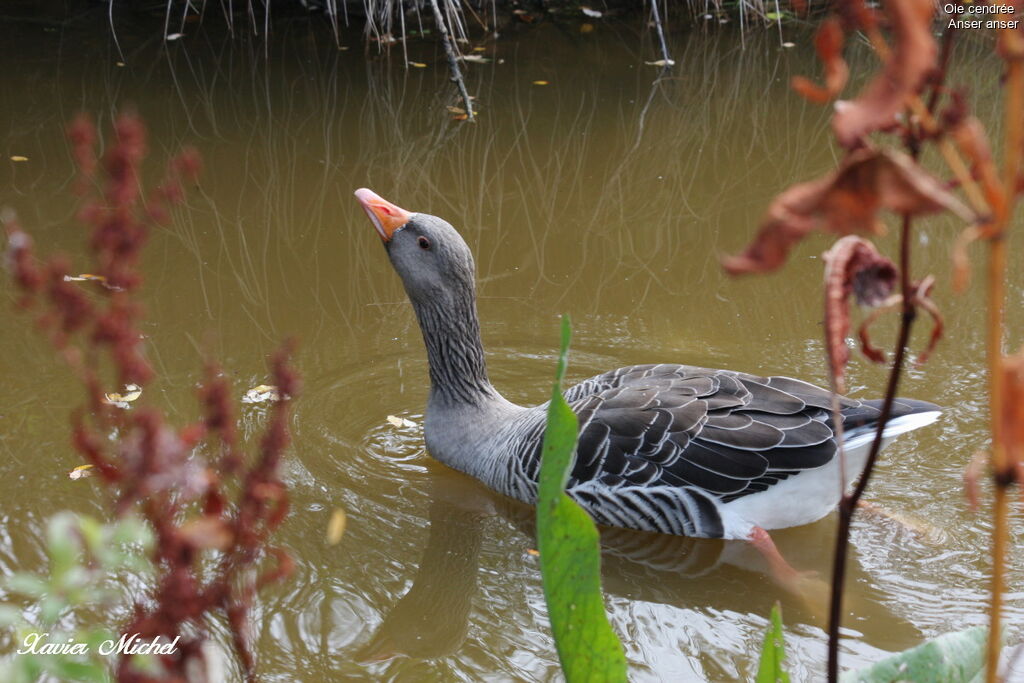 Greylag Goose